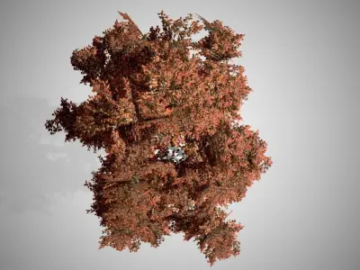 Red Maple Fall Tree Low-poly 3D model