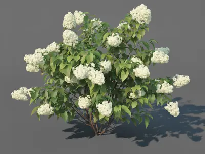 Hydrangea Paniculata Nr3 - Limelight XL - 3 variations 3D model