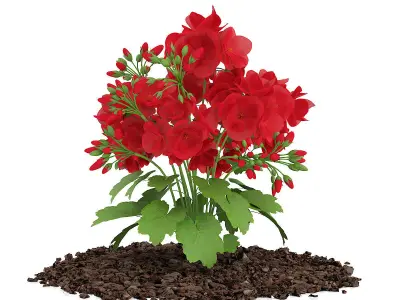 Red Geraniums Geranium caespitosum 3D model