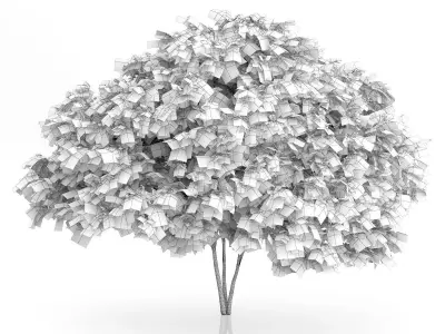 Elderberry Tree Sambucus nigra 3D model