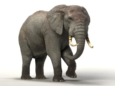  Elephant Rigged 