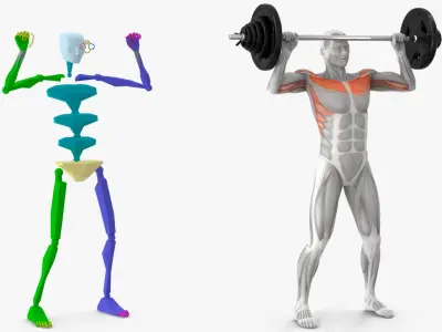  Male Muscular System Shoulder Press Animated Rigged 
