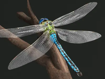  Dragonfly Idle Fur Animated Rigged For Maya 