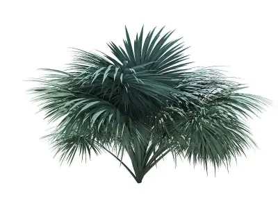Silver Fan Palm Tree 3D Model 3m 3D model