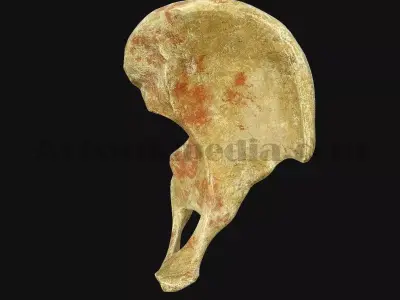 3D Pelvic Anatomy 3D model