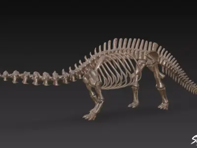 Apatosaurus fossil   Low-poly 3D model