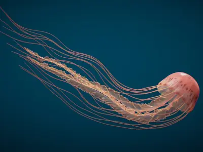  Jellyfish Long Pro Rigged 