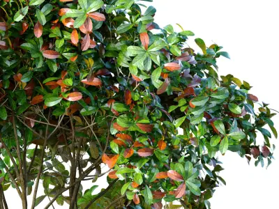 Decorative multi-stemmed evergreen outdoor garden tree shrub 3D model