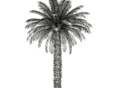 Date Palm Tree 3D Model 7m 3D model