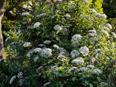  Mediterranean garden plants - Include GrowFX and Mesh file 