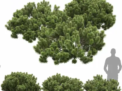 Pinus Mugo 15 3D model