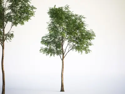 Trees with dense round crowns 3D model