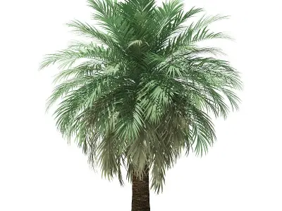Butia Palm Tree 3D Model 4m 3D model