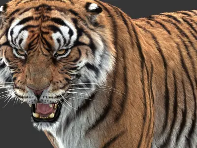  Tiger (5) (ANIMATED) (FUR) 