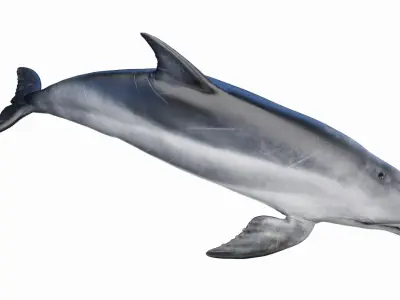  Bottlenose Dolphin Anatomy 