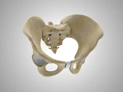 Female and Male Pelvis 3D model