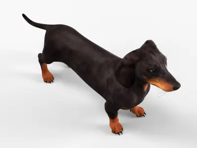  Domestic Wiener Dog with Short Legs Black 