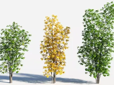Populus balsamifera tree-3 3D model