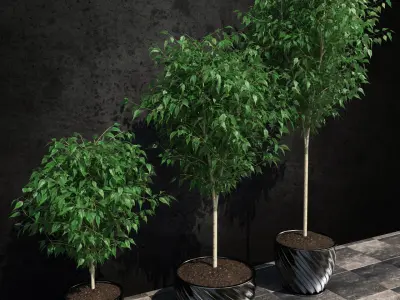 Plants collection 19 Ficus benjamina 3D model