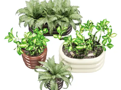 Oyoy awa one 3D model