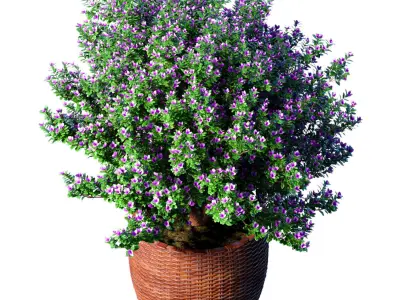 Decorative flowering garden tree in a rattan pot Provence style 3D model