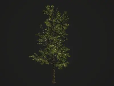 Realistic Tree 3D model Low-poly 3D model Low-poly 3D model