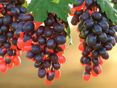  Bunch of Dark Grapes 