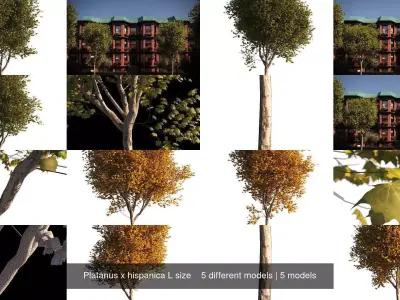 Platanus x hispanica L size    5 different models 3D Model Pack