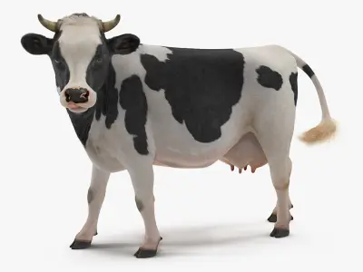 Animated Cow Collection 