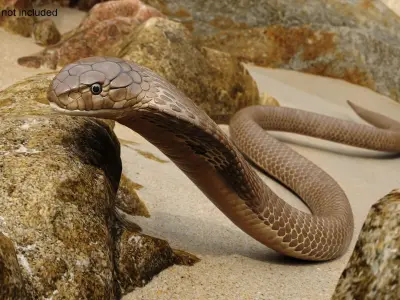  Naja Cobra Snake Crawling Animated Rigged for Cinema 4D 