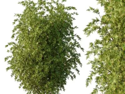 beautiful tree02 Free 3D model