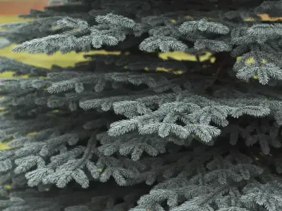 Picea Pungens 08 3D model