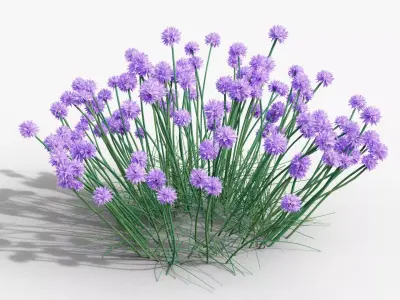 Allium schoenoprasum Forescate 3D model