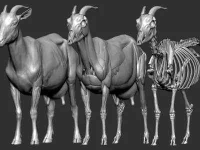  Goat VFX MUSCLE SIMULATION 