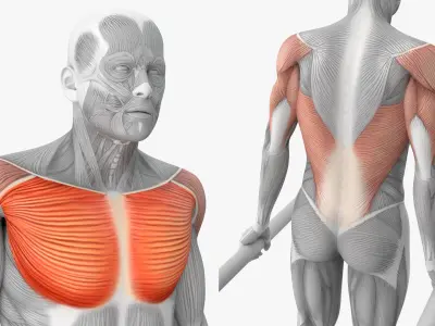  Male Muscular System Chest Dip Animated Rigged 