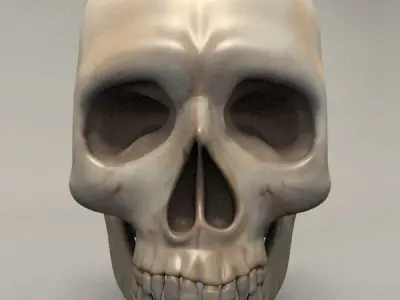 Skull human 3D model