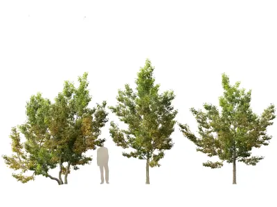 Acer campestre - Hedge maple 02 3D model