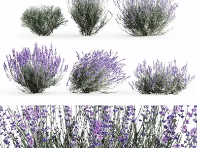 Lavender Bush Set  6 Unique Forms 3D model