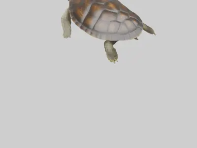 Japanese Pond Turtle swimming model Low-poly 3D model