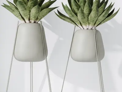 HousePlants Snake Green Sansevieria Trifasciata Robusta Set02 3D model