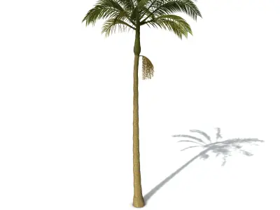 XfrogPlants Alexandra Palm 3D model