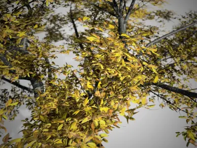 Cherry Fall Tree Low-poly 3D model