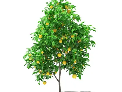 Grapefruit Tree with Fruits 3D model