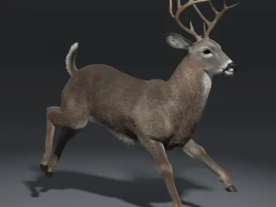  White Tailed Deer(FUR)(ANIMATED) 