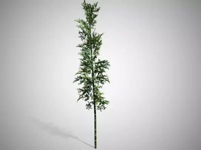 Bamboo plant hanging from ceiling Low-poly 3D model