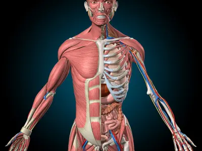  Ultimate Human Anatomy - Rigged 