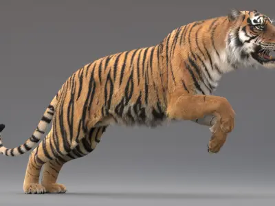  Tiger Rigged Fur 