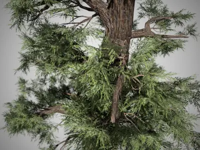 Western Juniper Tree Low-poly 3D model