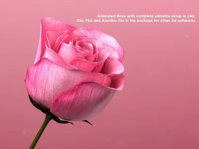  3d Rose Animated Rose Bloom 