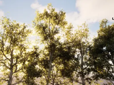  European Beech Collection 3D Scanned Animated 